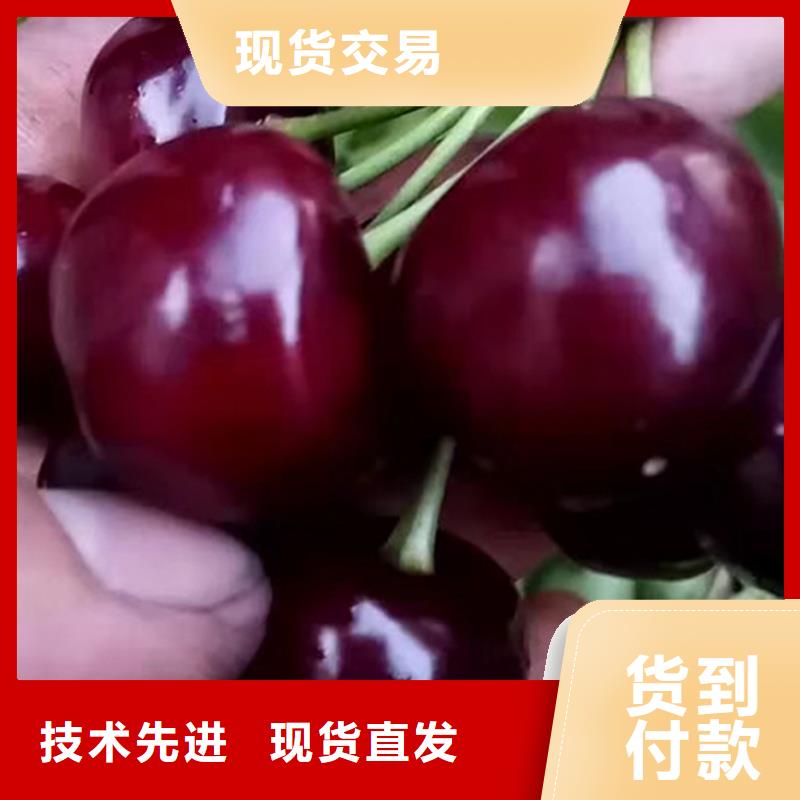 【樱桃】西瓜苗厂家质量过硬