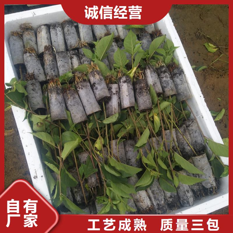 樱桃黄瓜苗现货