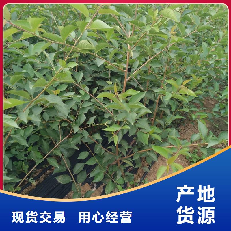 樱桃西瓜苗产品优良