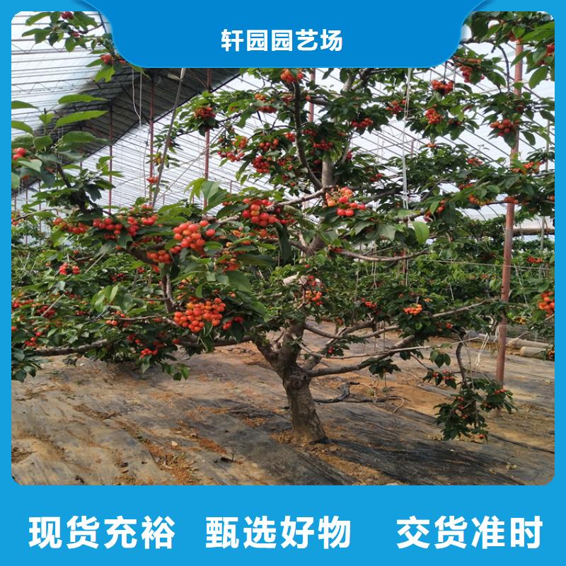 樱桃蓝莓苗种类齐全