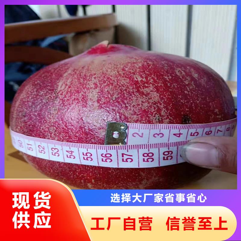 石榴无花果苗免费安装