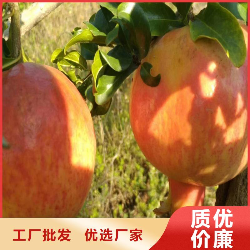 石榴无花果苗免费安装