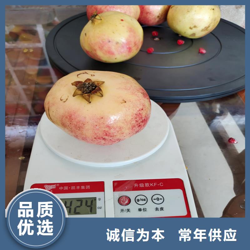 石榴桃树苗经验丰富品质可靠