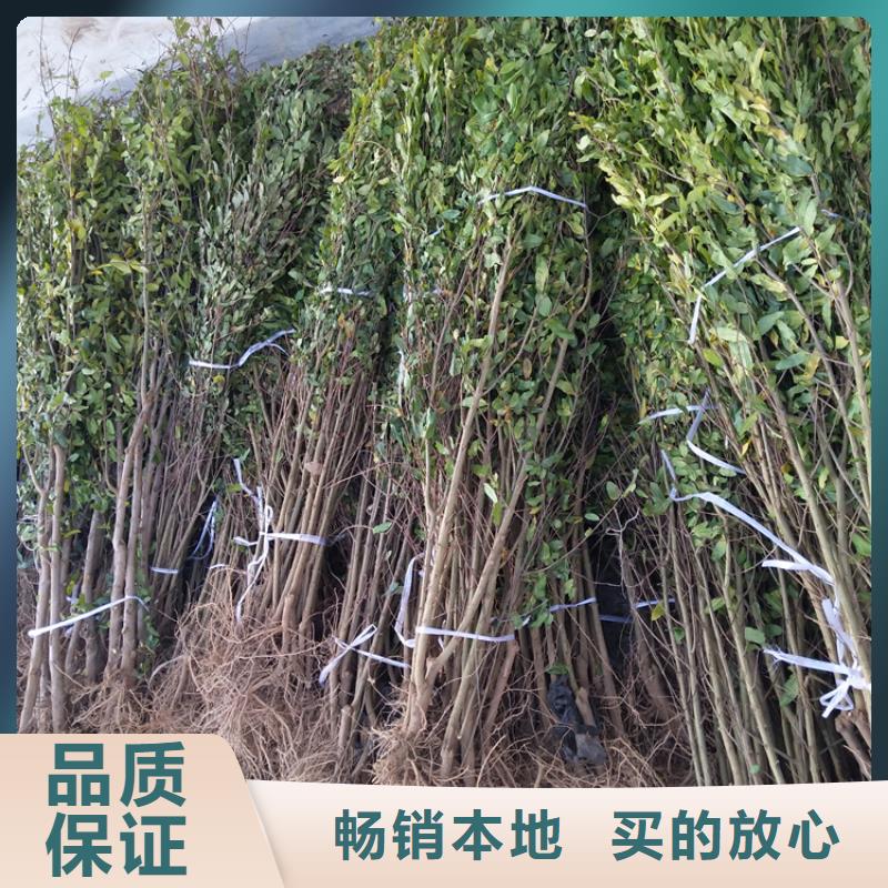 石榴无花果苗免费安装