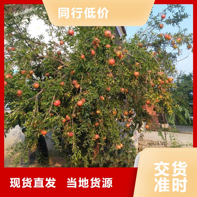 石榴,3公分石榴苗研发生产销售