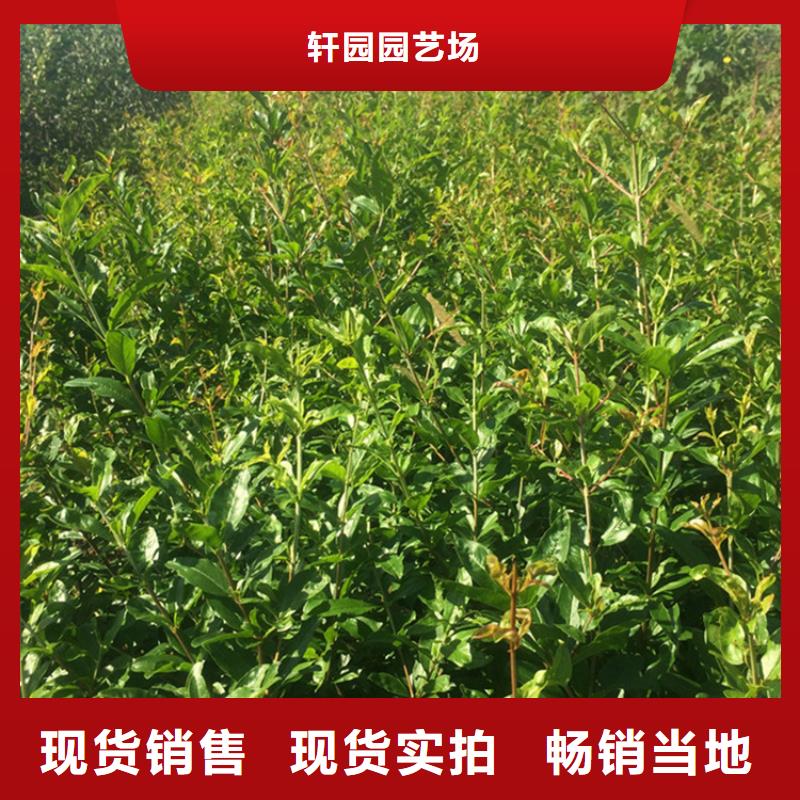石榴无花果苗免费安装