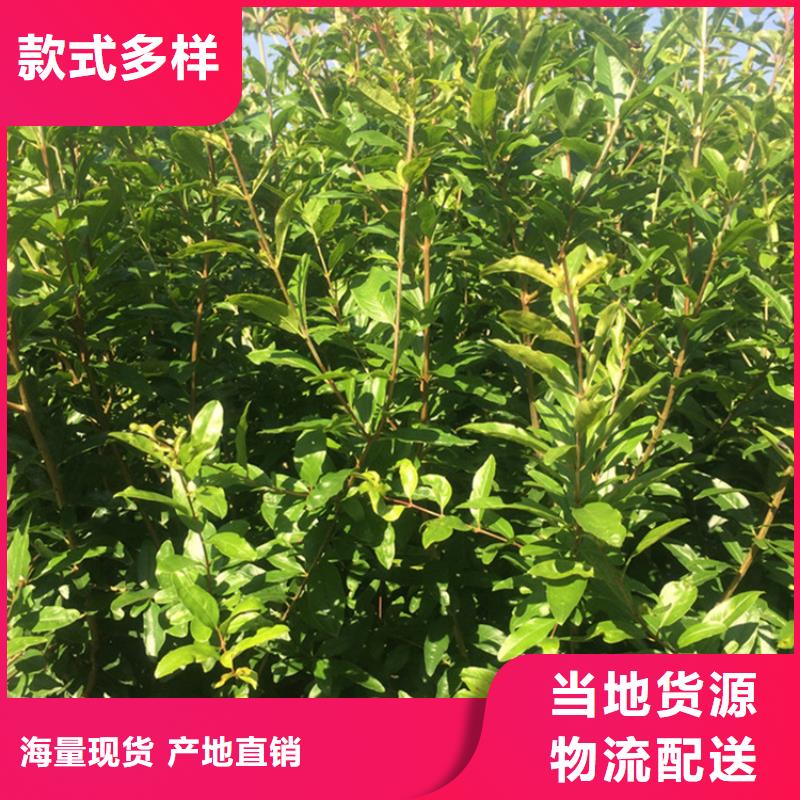 石榴桃树苗经验丰富品质可靠