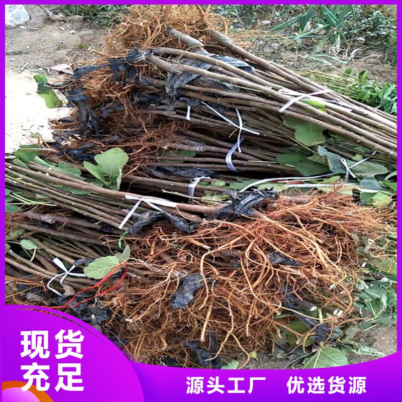 无花果_蓝莓苗厂家实力雄厚