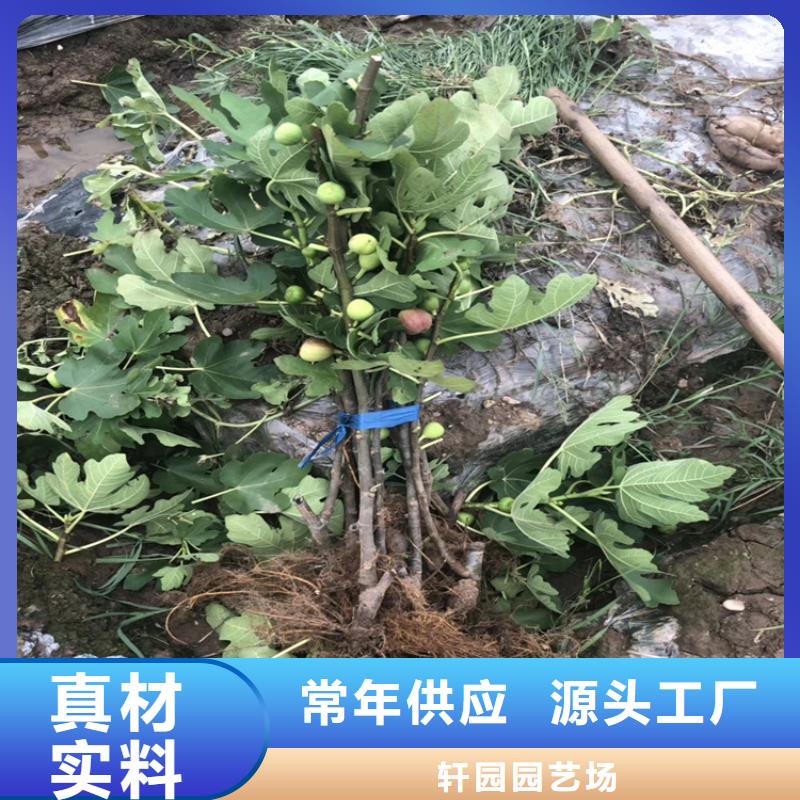 无花果_蓝莓苗厂家实力雄厚