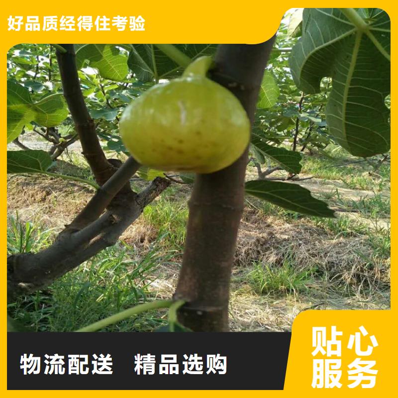 无花果_石榴苗品质优选