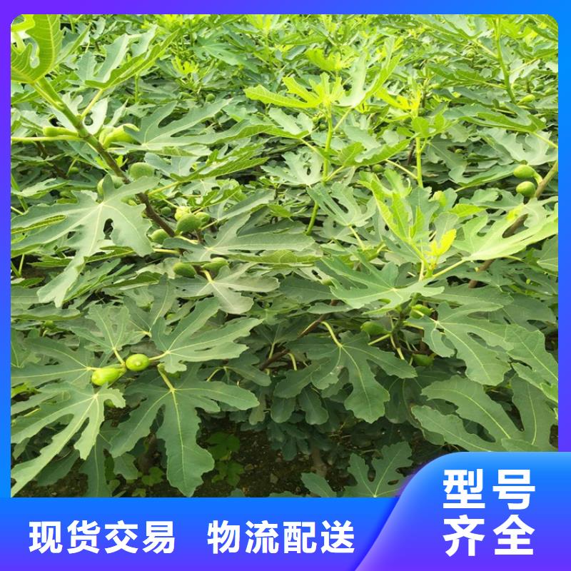 无花果_蓝莓苗厂家实力雄厚