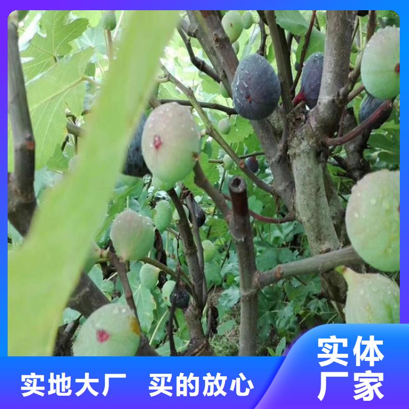 无花果_蓝莓苗厂家实力雄厚