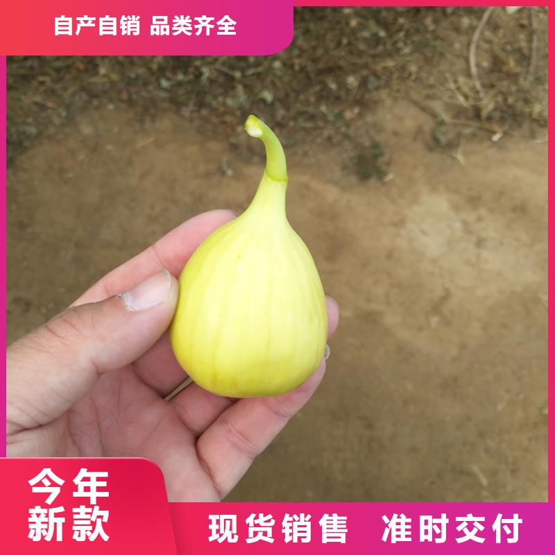 无花果_蓝莓苗厂家实力雄厚