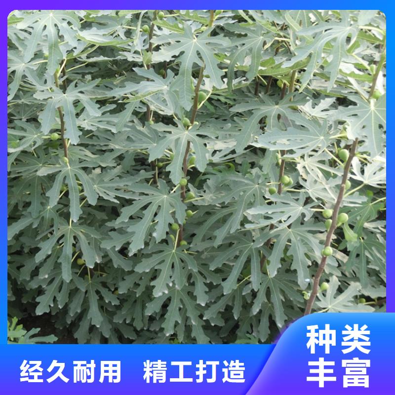无花果_蓝莓苗厂家实力雄厚