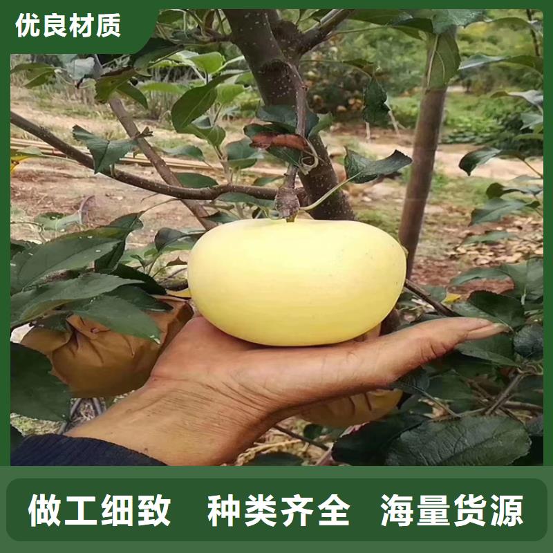 苹果-板栗苗无中间商厂家直销