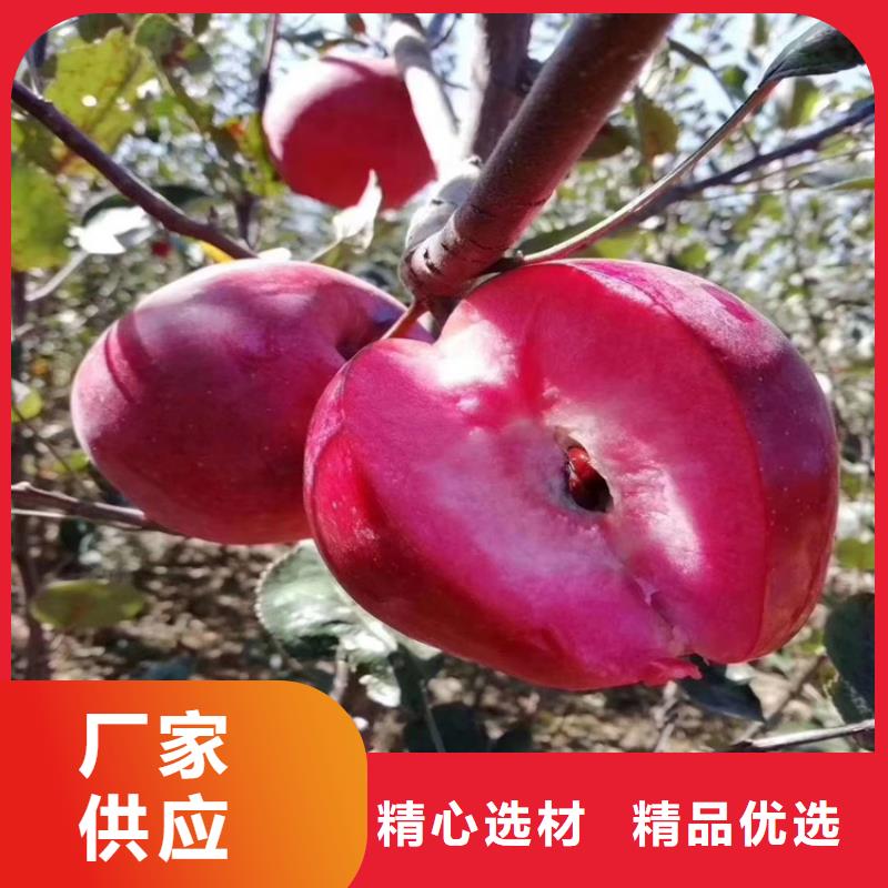 苹果 葡萄苗一对一为您服务