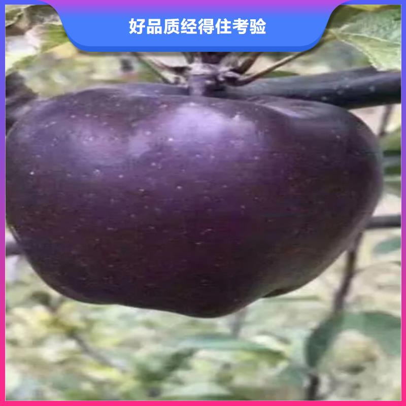 【苹果-石榴树原厂制造】