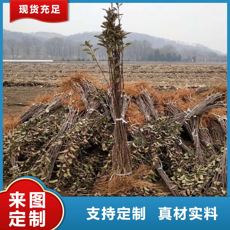 苹果樱桃苗大厂家实力看得见