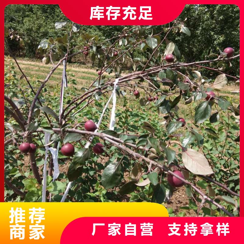 苹果梨树苗准时交付
