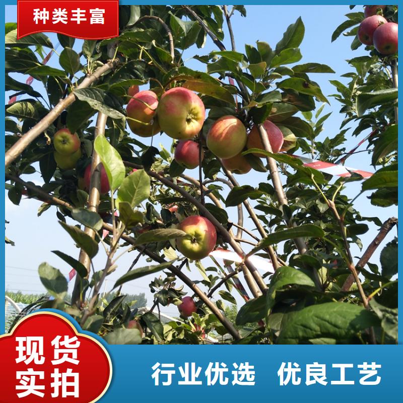 苹果-石榴树技术先进