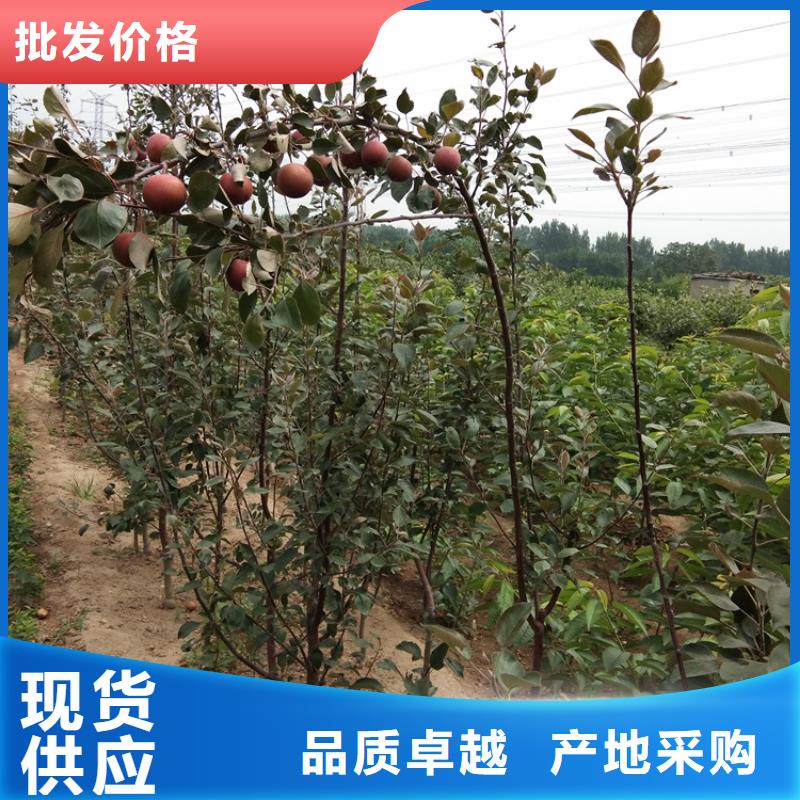 苹果 葡萄苗一对一为您服务