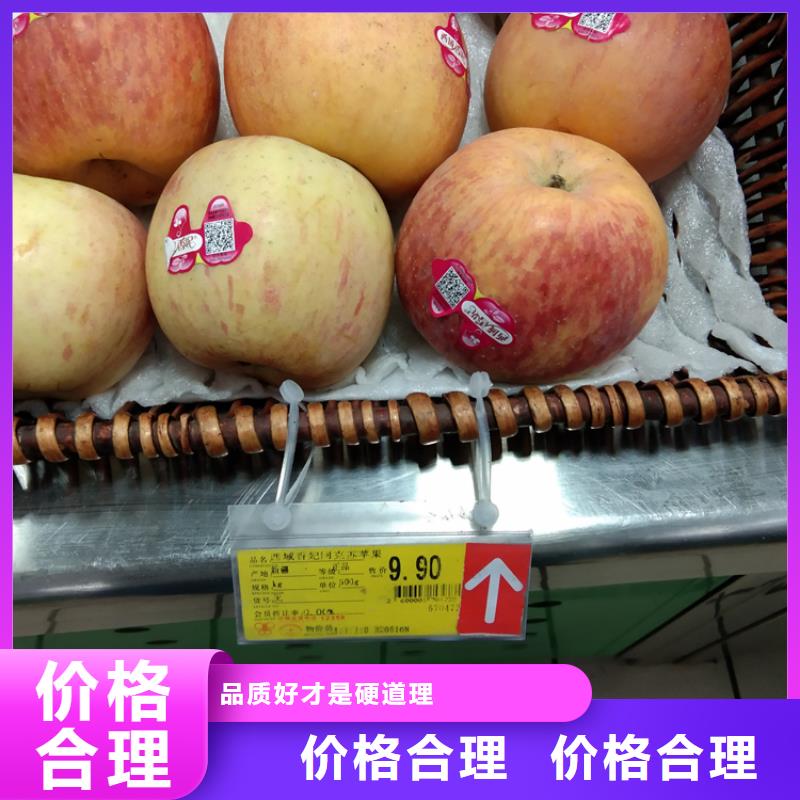 苹果-板栗苗无中间商厂家直销