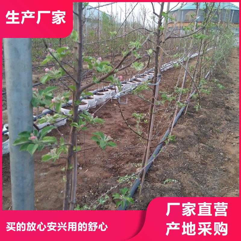 苹果-板栗苗无中间商厂家直销