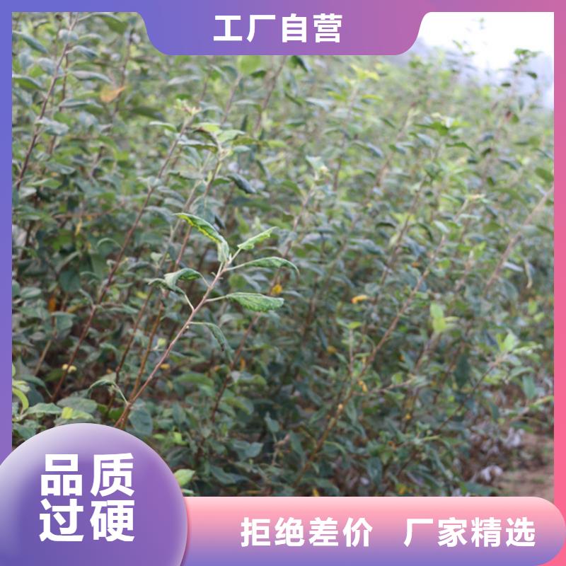 苹果 葡萄苗一对一为您服务