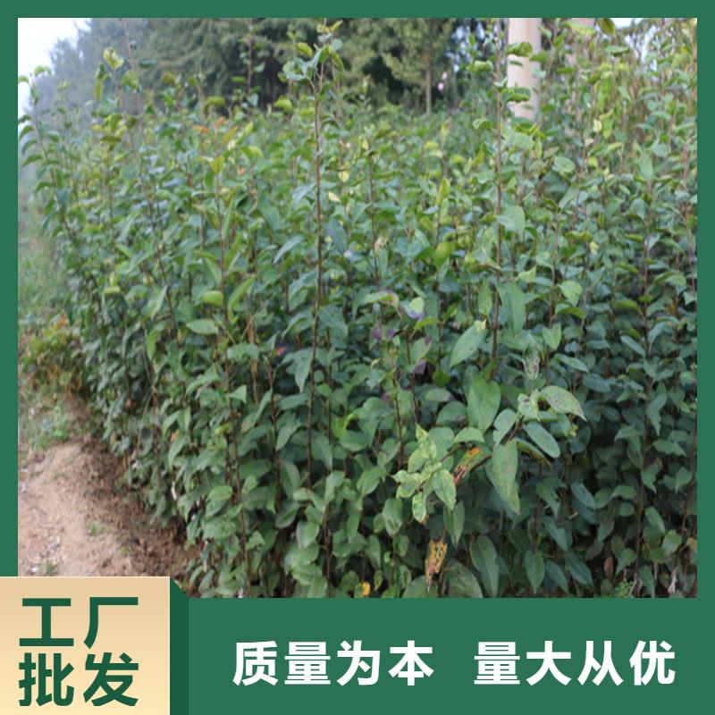 苹果 葡萄苗一对一为您服务