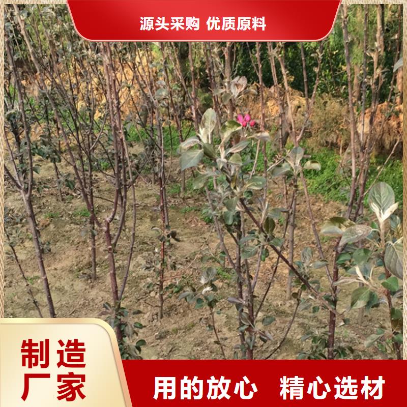 苹果_苹果苗值得买