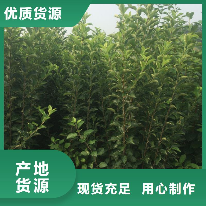 苹果【樱桃苗】满足多种行业需求