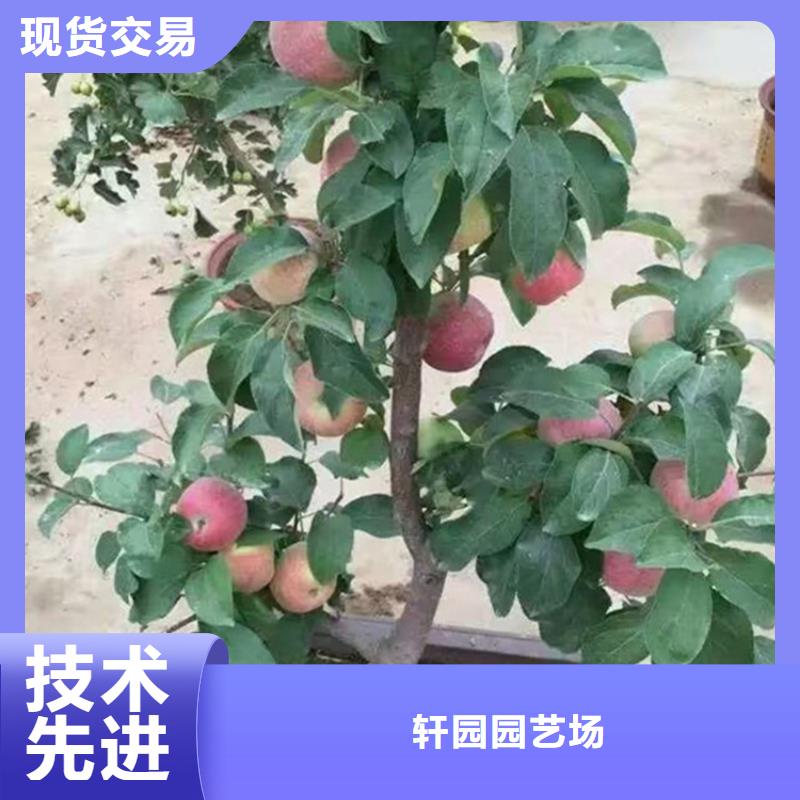 苹果桃树苗生产厂家