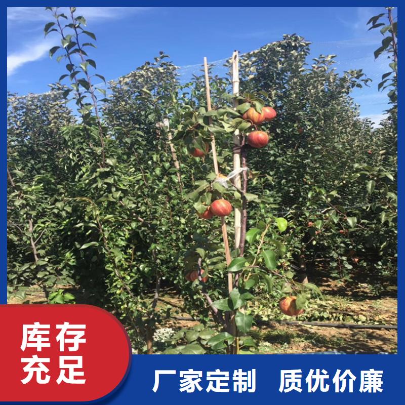 梨树梨树苗厂家销售
