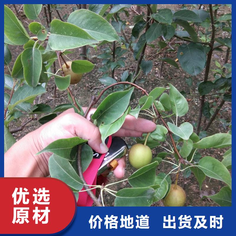 【梨树】红颜草莓客户满意度高