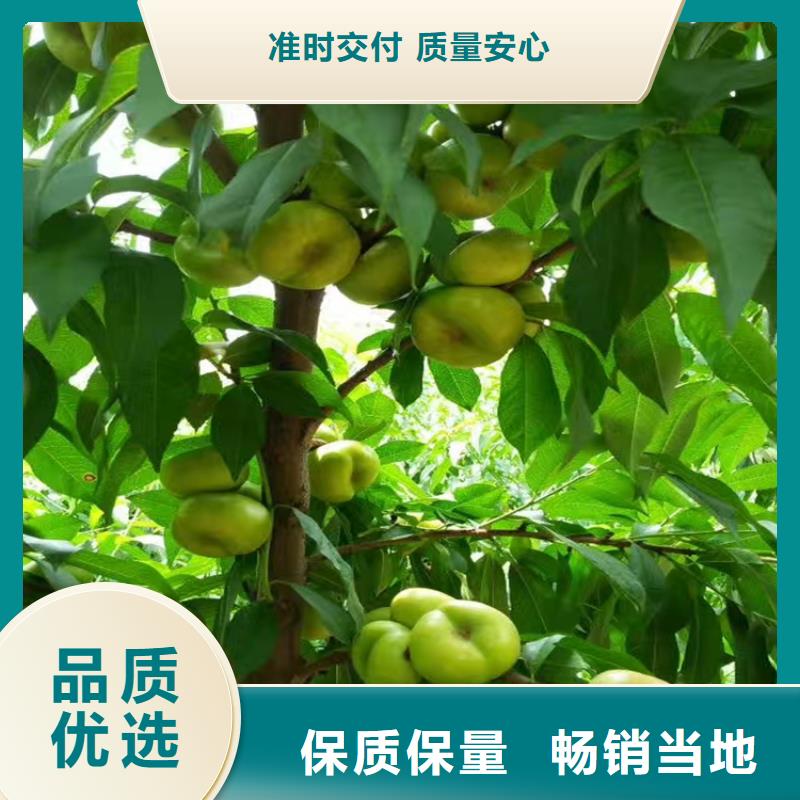 桃-石榴树符合标准