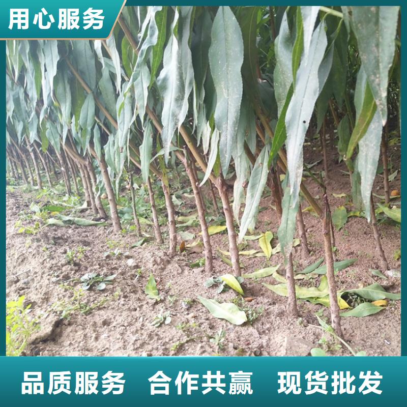桃无花果苗多年经验值得信赖