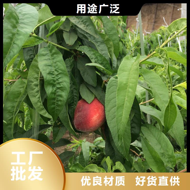 桃,红石榴苗基地根据要求定制