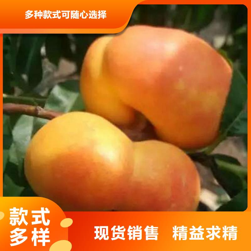 桃,桃树苗自产自销