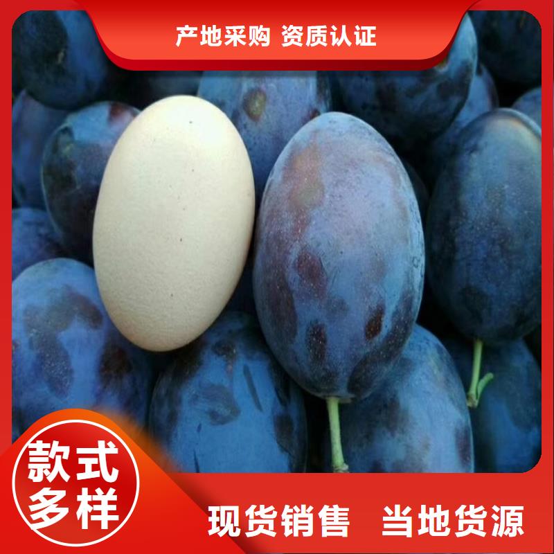 李子樱桃苗支持非标定制