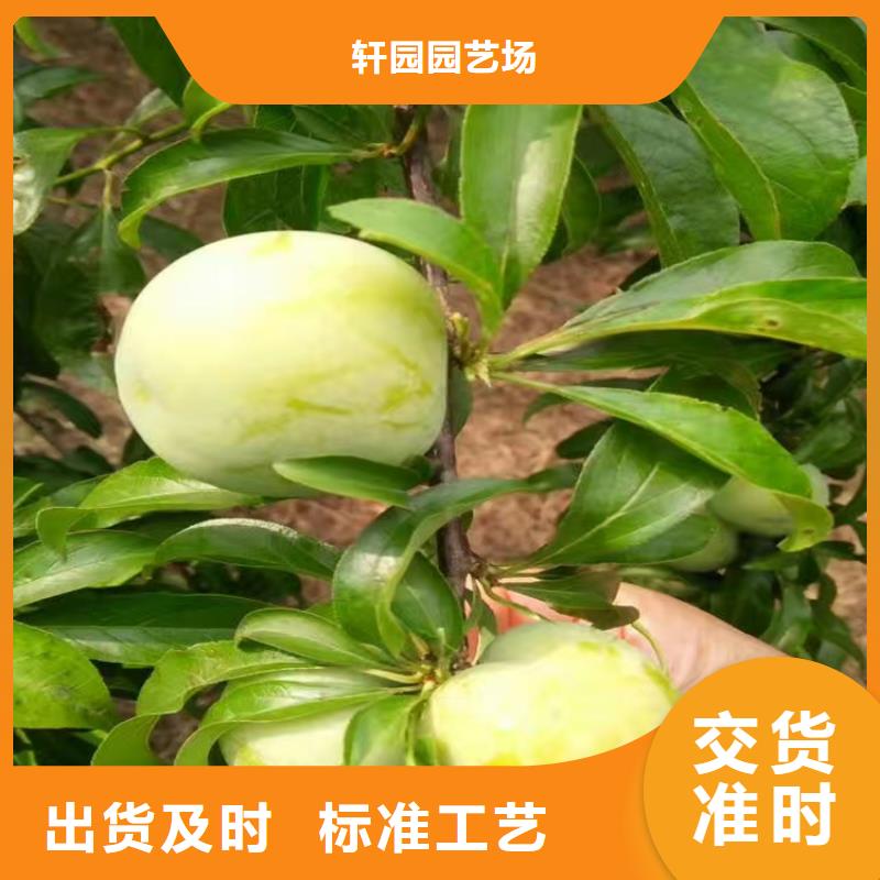 李子,桃树苗低价货源