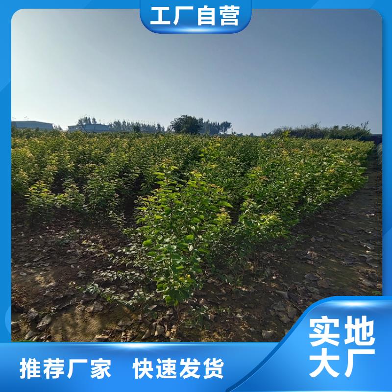 李子樱桃苗支持非标定制