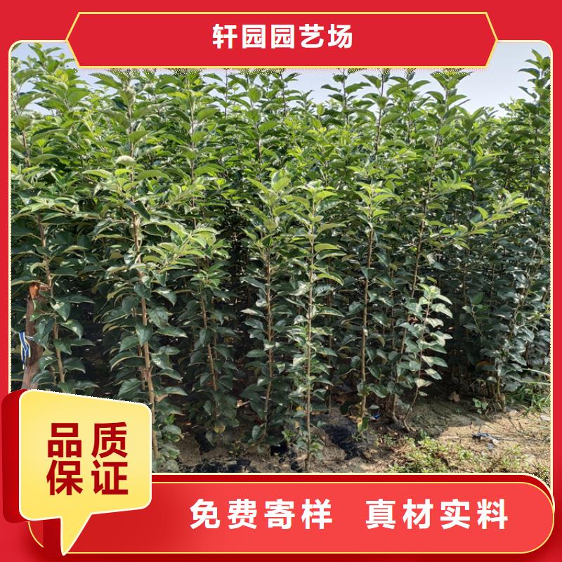 李子樱桃苗支持非标定制