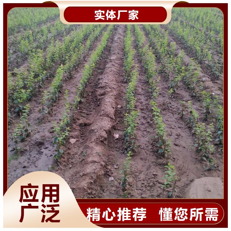 李子黄瓜苗专注品质