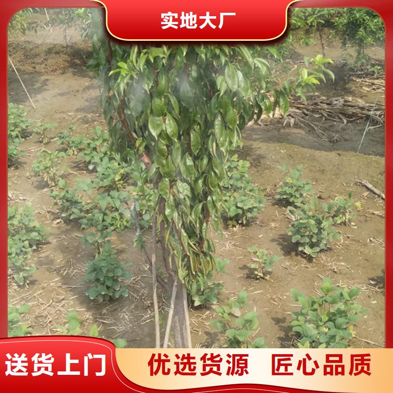 李子樱桃苗支持非标定制