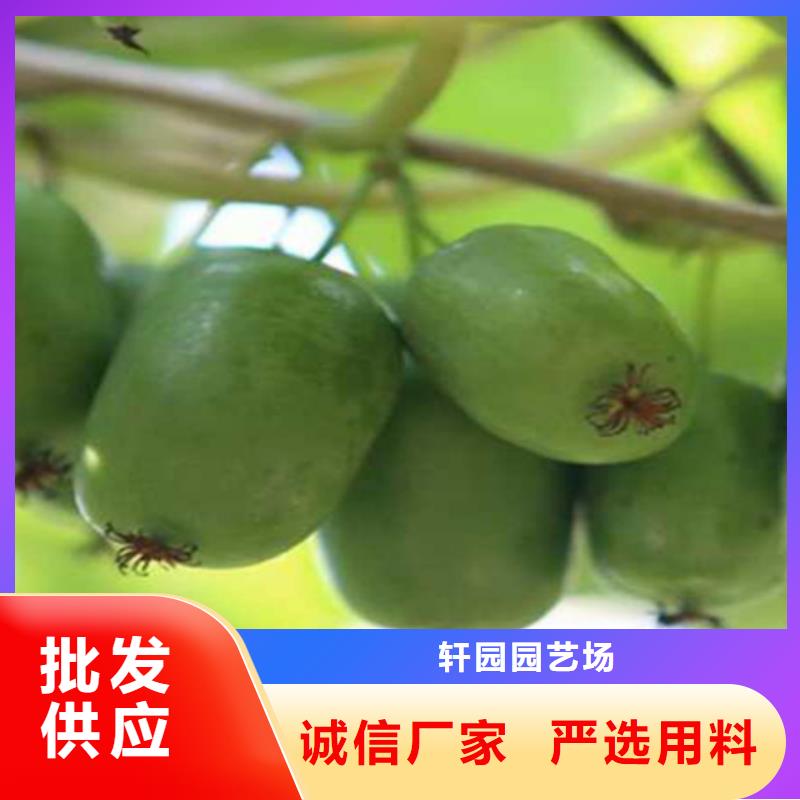 猕猴桃_草莓苗买的是放心
