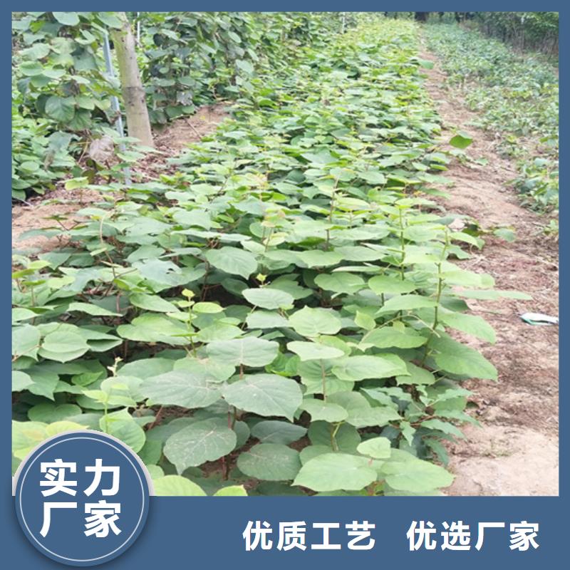 猕猴桃_草莓苗买的是放心