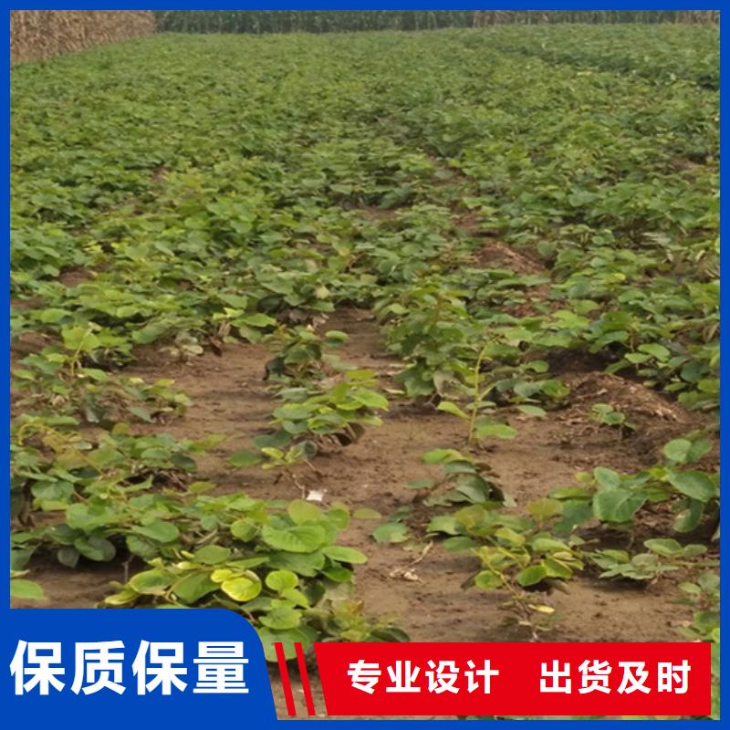 猕猴桃_草莓苗买的是放心