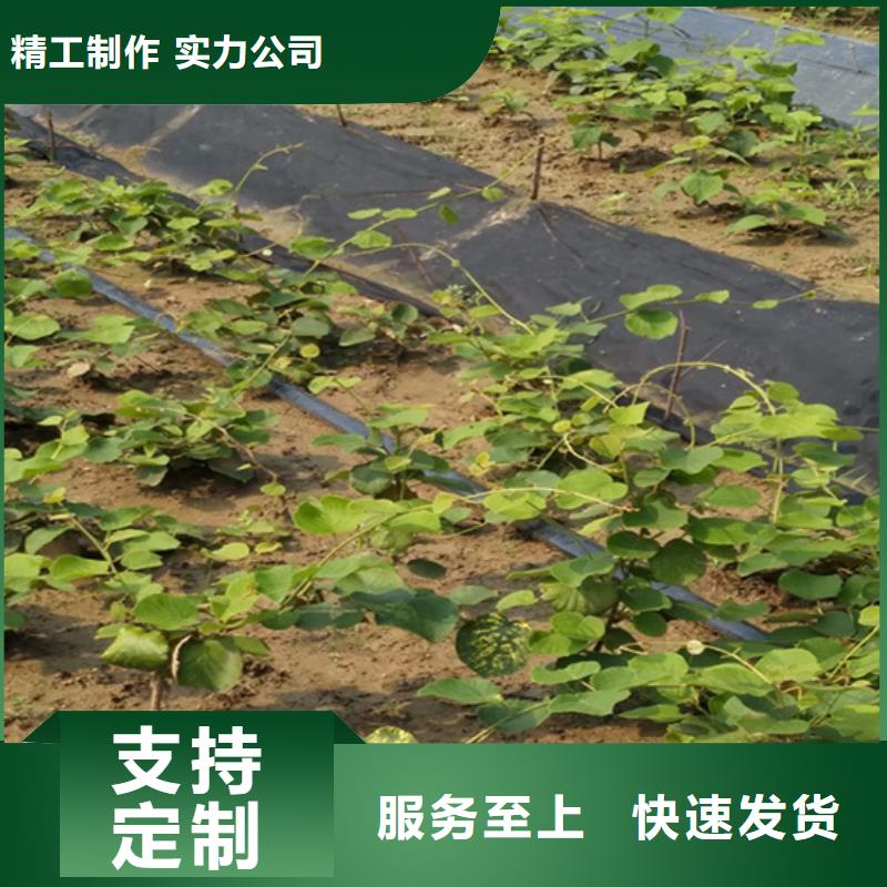 猕猴桃梨树苗您想要的我们都有