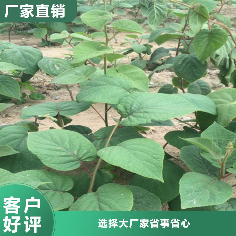 猕猴桃_草莓苗买的是放心
