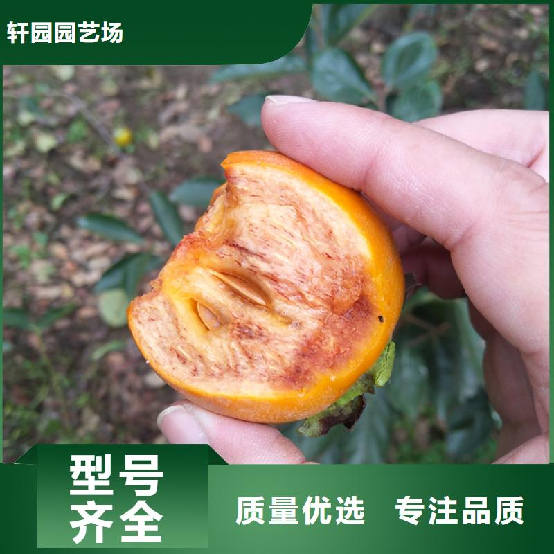 柿子苹果苗可接急单